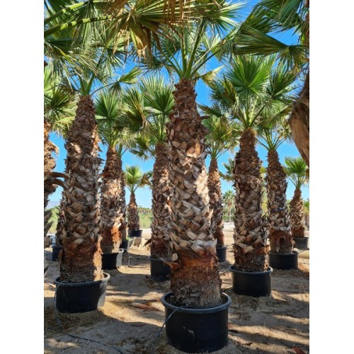 Washingtonia Filifera ST 300/+ -8º/-10º Preguntar Precio